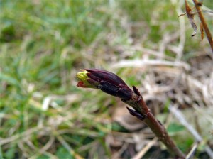 Aronia Blattaustrieb: Ende März drängen die ersten Blätter ans Licht