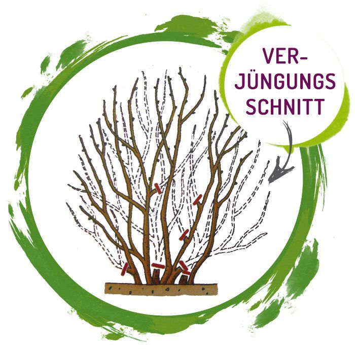 Grafik: Verjüngungsschnitt der Aroniapflanze