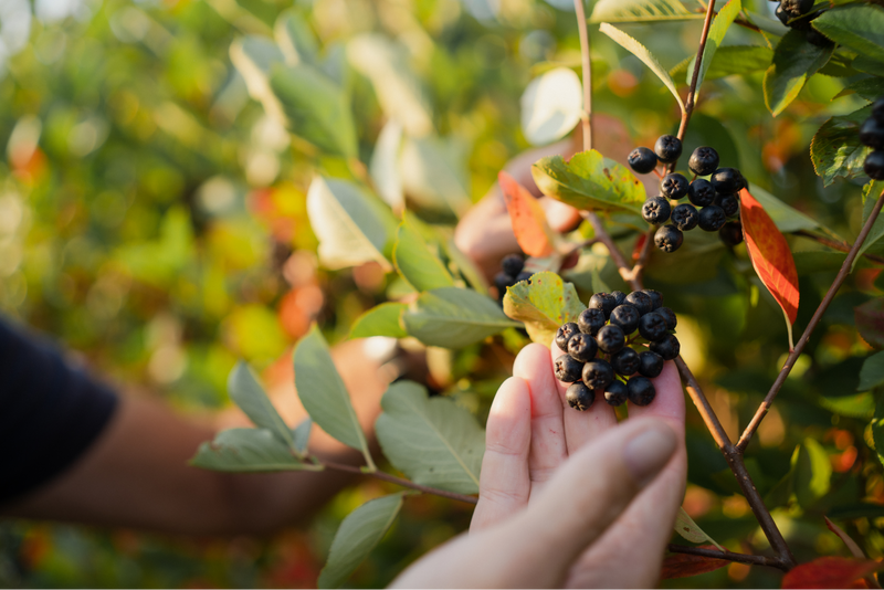 Eine Hand pflückt eine reife Aronia-Dolde im warmen Abendlicht