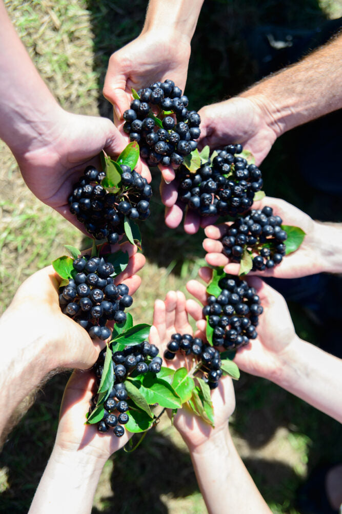 Hände halten frisch geerntete Aronia-Dolden im Kreis — das Team von Aronia ORIGINAL