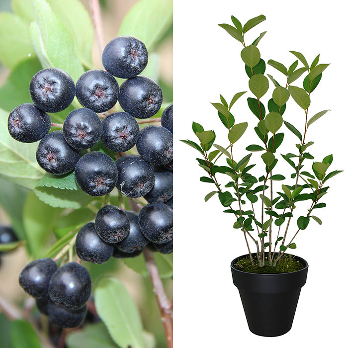 Aronia Nero, getopft (3l-Container) 40/60 cm