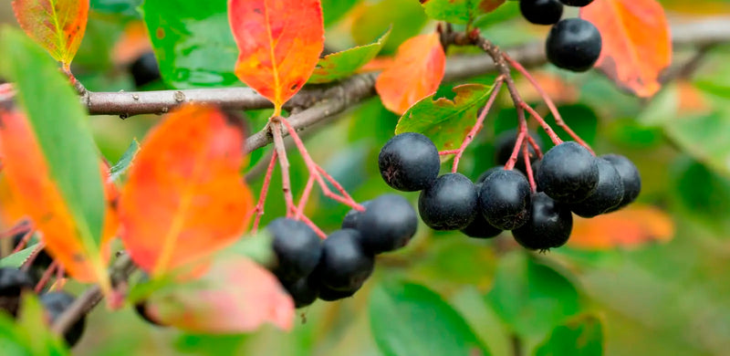 Aroniapflanzen tragen bald reife Aroniabeeren
