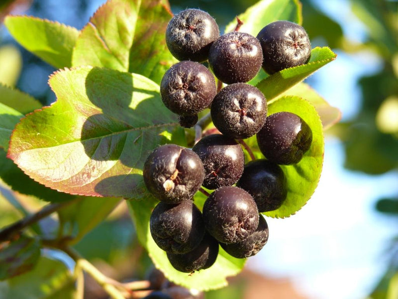 Aronia Pelz auf der Schale