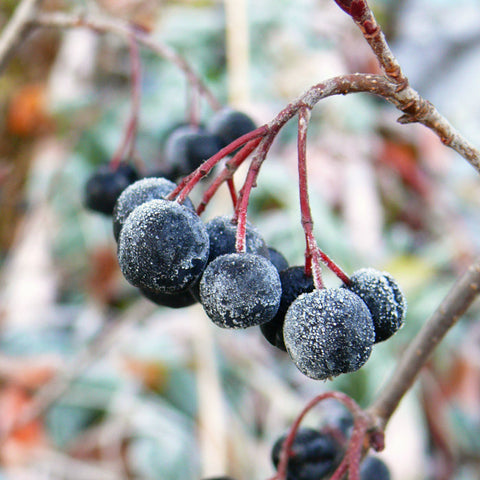 Aronia Nero Pflanze