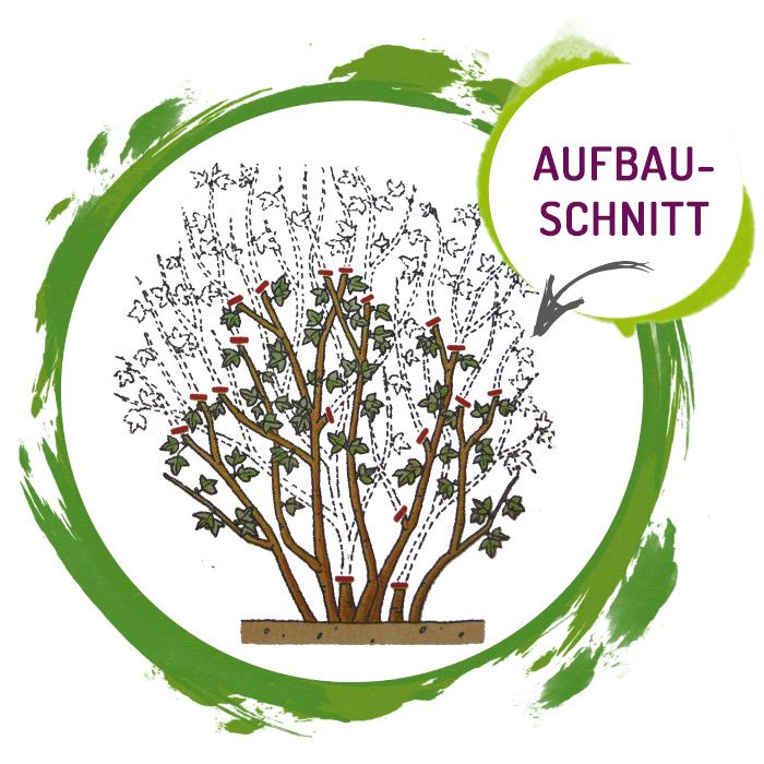 Grafik: Aufbauschnitt der Aroniapflanze