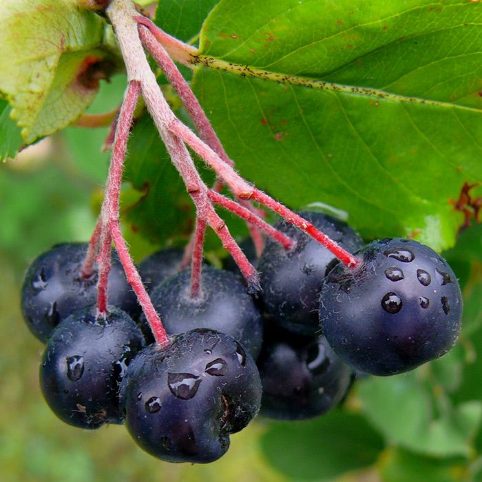 Reife Aronia-Dolde der Sorte Nero mit dunkelvioletten Beeren am Strauch