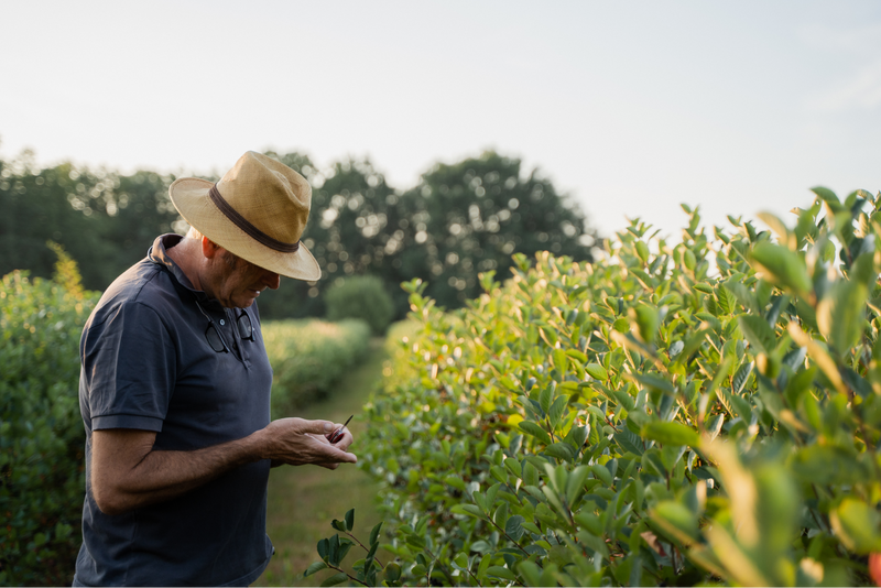 Ernte-Kontrolle in den Reihen einer Aronia-Plantage