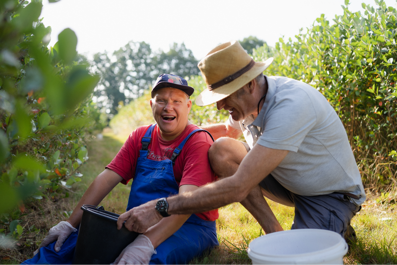 Zwei Erntehelfer bei einer fröhlichen Pause zwischen den Aronia-Reihen