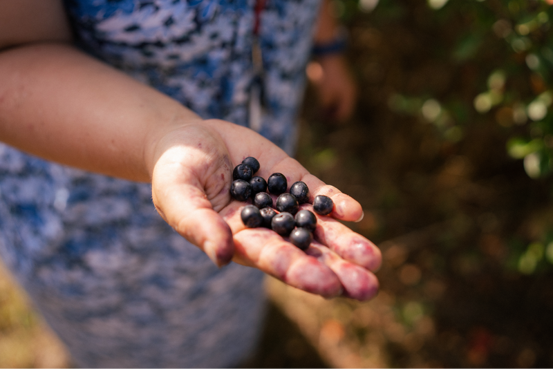 Eine offene Hand voller frisch gepflückter Aroniabeeren im goldenen Abendlicht