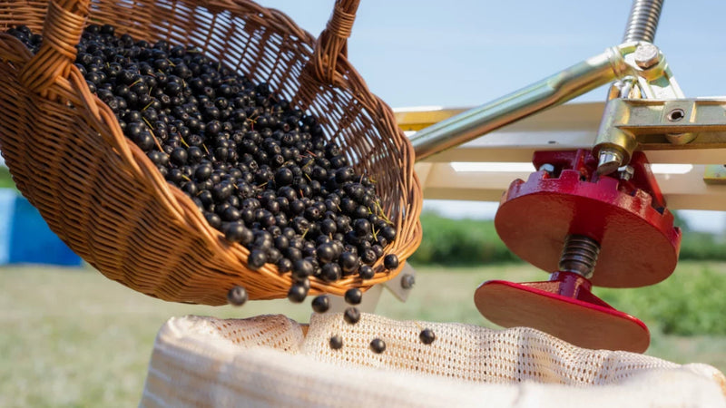 Aronia ORIGINAL
