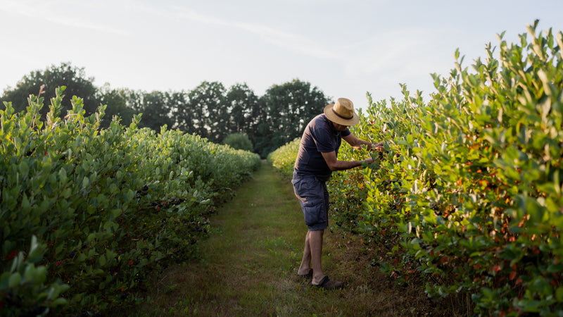 Handarbeit in den Reihen einer Aronia-Plantage