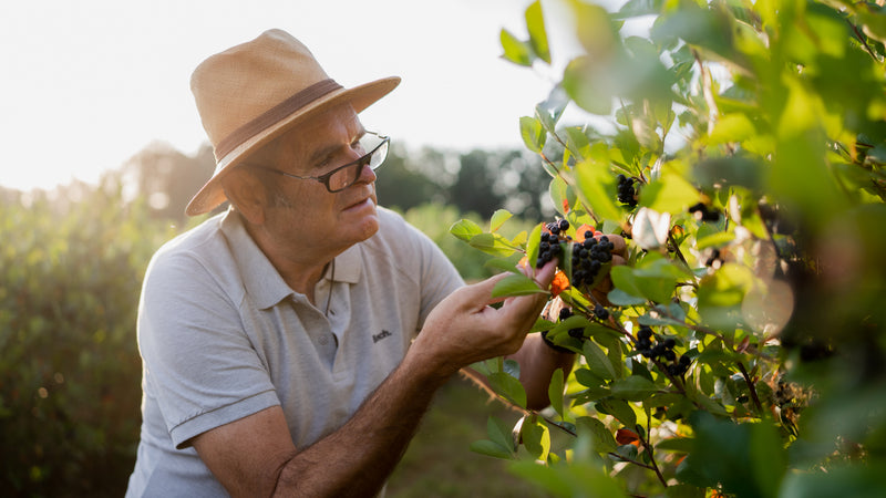 Reife Aroniabeeren werden am Strauch begutachtet