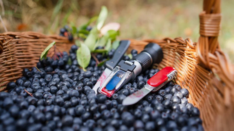 Aronia ORIGINAL