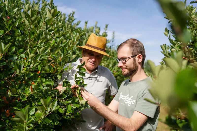 Gemeinsame Begutachtung reifer Aroniabeeren am Strauch