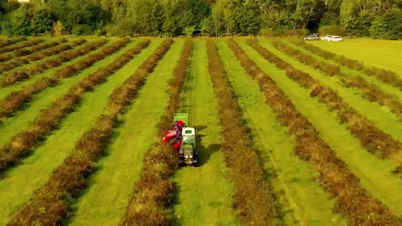 Luftaufnahme: Erntemaschine in den Reihen der Aronia-Plantage