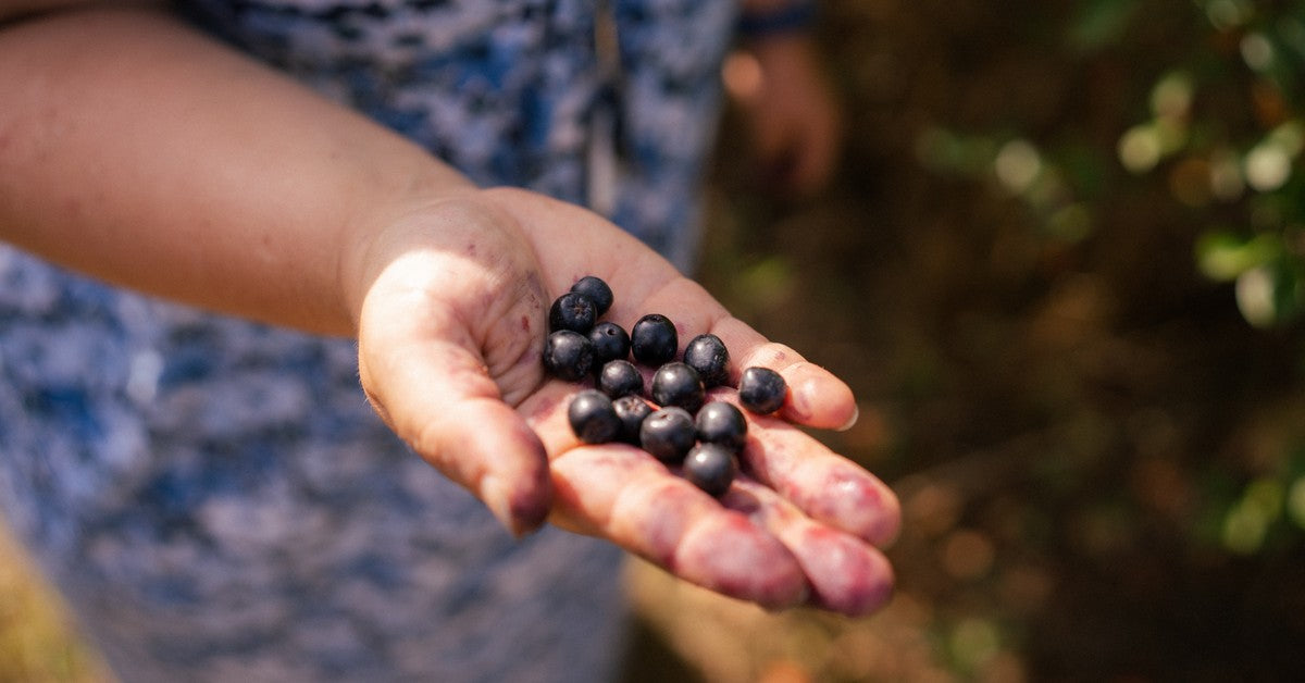www.aronia-original.de