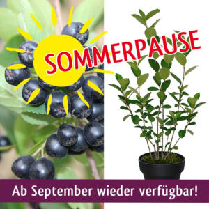 Pflanze Sommerpause