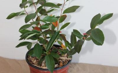 10 Tipps für das Pflanzen von Aronia auf Balkon und Terrasse