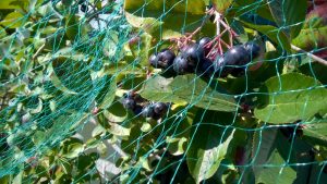 Ein dünnmaschiges Netz schützt die Aroniabeeren vor Vögeln.