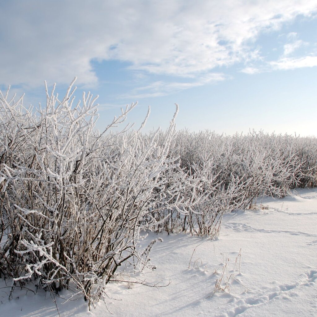 Wie Aroniapflanzen selbst Tiefsttemperaturen von minus 35 Grad überstehen